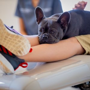 Carter Higgins 2019 Staff Candids 21 300x300 - Meet Jerry the Dog