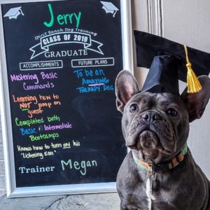 JerryCH 300x300 - Jerry Is the Real MVP (Most Valuable Pup)